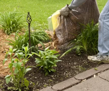 mulching-flower-garden-24683894