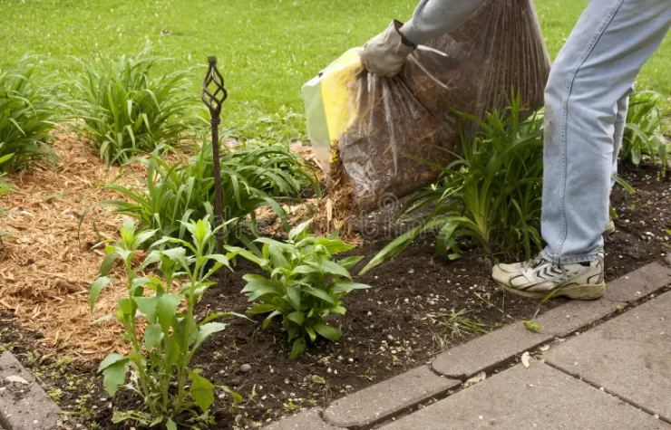 mulching-flower-garden-24683894